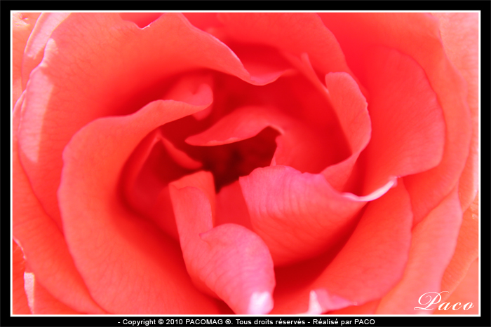 photos de roses de paco artiste peintre, illustrateur graphiste