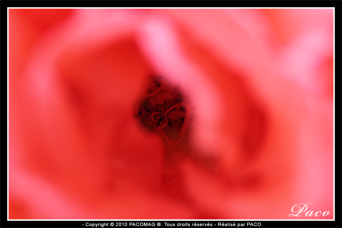 photos de roses de paco artiste peintre, illustrateur graphiste