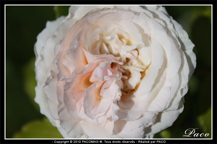 photos de roses blanches de paco artiste peintre, illustrateur graphiste