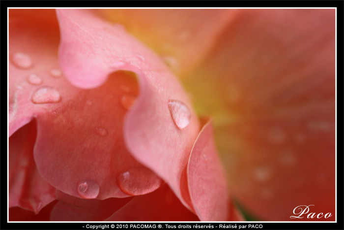 photos de rose et rose de paco artiste peintre, illustrateur graphiste