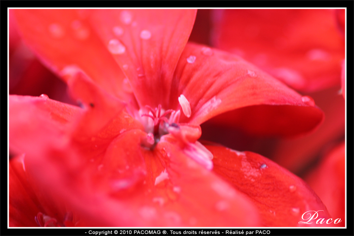 photos de fleurs de paco artiste peintre, illustrateur graphiste