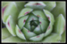 photos de plantes grasses de paco artiste peintre, illustrateur graphiste