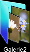 galerie photos de fleurs de paco artiste peintre, illstrateur graphiques