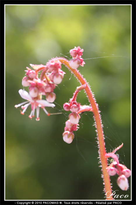 photos de fleurs de plante grasses de paco artiste peintre, illustrateur graphiste