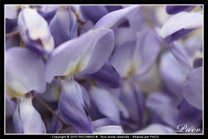 photos de fleurs de glycine de paco artiste peintre, illustrateur graphiste