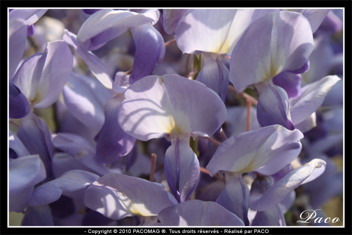 photos de fleurs de glycine de paco artiste peintre, illustrateur graphiste