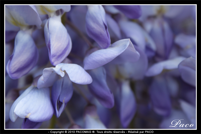 photos de fleurs de glycine de paco artiste peintre, illustrateur graphiste