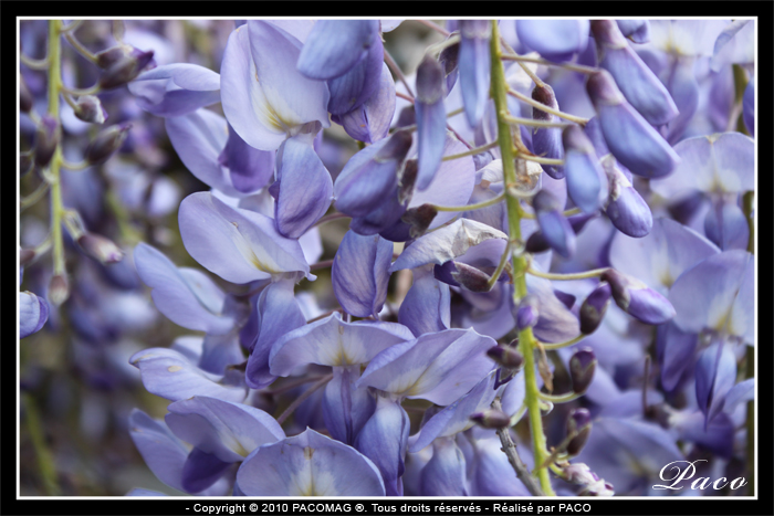 photos de fleurs de glycine de paco artiste peintre, illustrateur graphiste