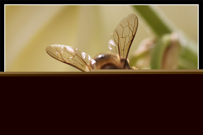 Photos d'abeille de paco artiste peintre, illustrateur graphiste